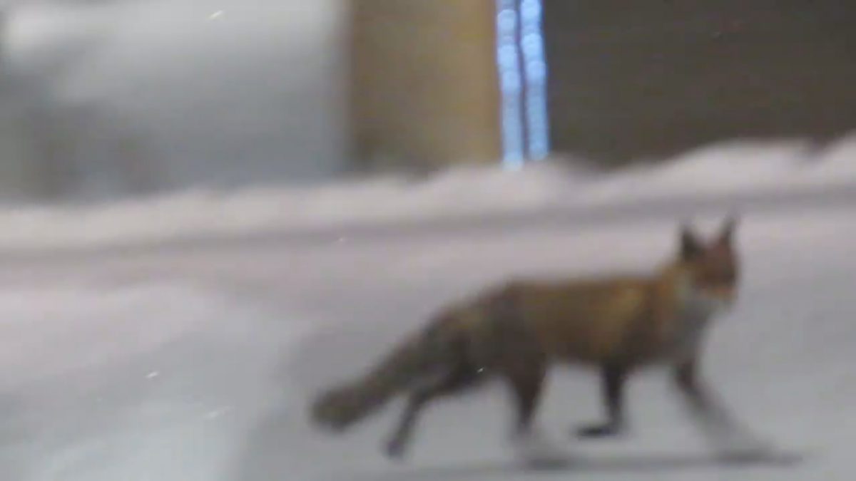 Лисиная вылазка в парк