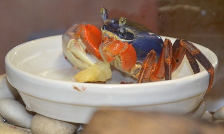 краб онлайн