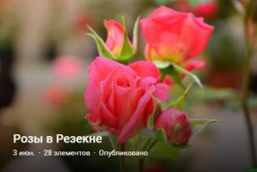 Розы вновь в Резекне