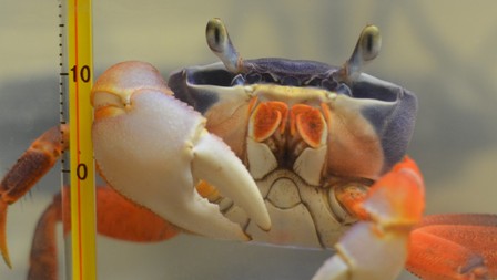 Радужный краб — знакомимся. обновлено 02.11