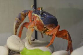 64-я серия про домашнего краба