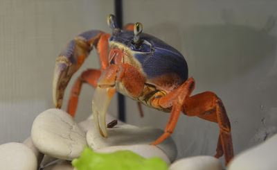 64-я серия про домашнего краба