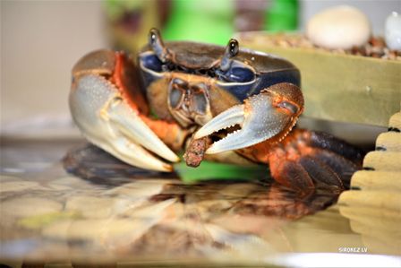 Краб один дома