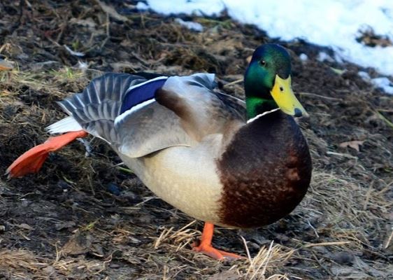 Весна плывёт