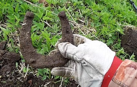 Монета из под поезда