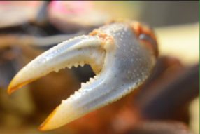 Крабу нет покоя даже ночью