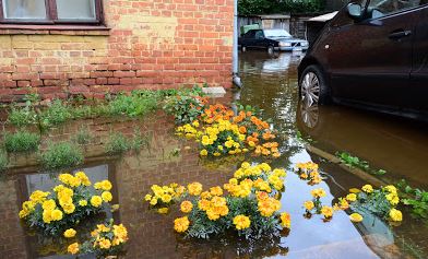 Сами с усами