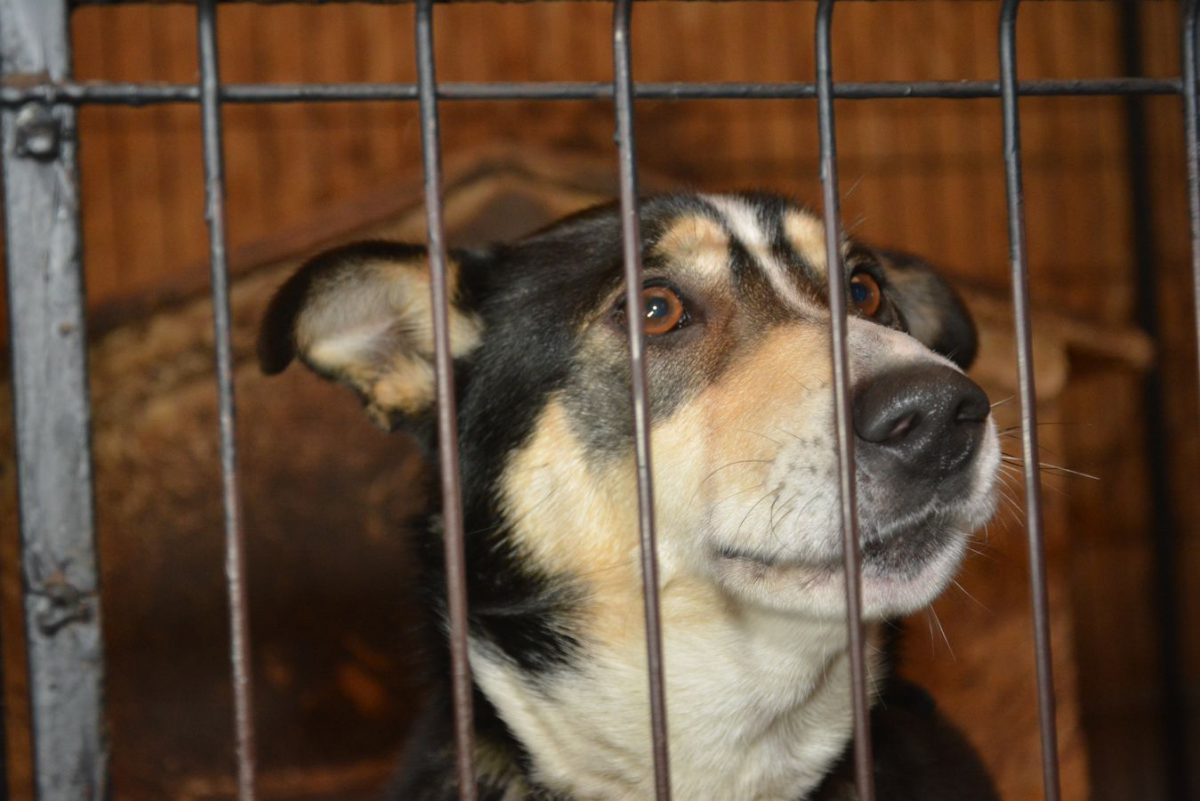 Друг — собака или собака- друг