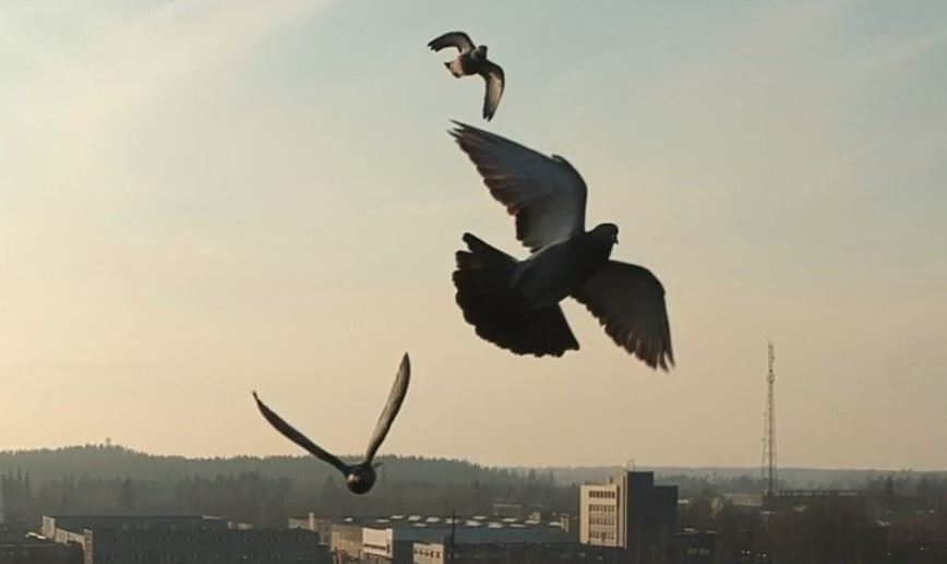 Постоянство — главная черта