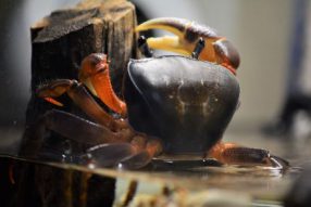 О бедном крабе , замолвим слово