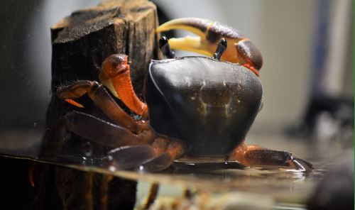 О бедном крабе , замолвим слово