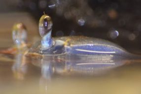 Осенний краб. 65, 66-я серия