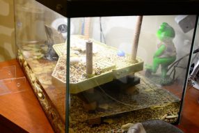 Сила есть, ума не надо :)