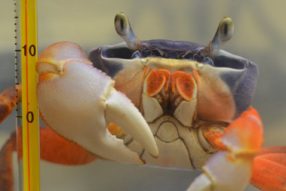 Краб после линьки.