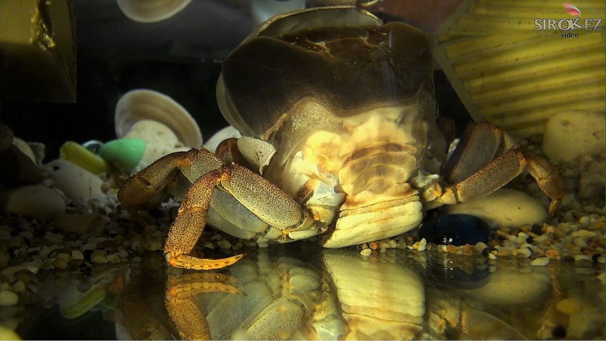 Спустя год- линька