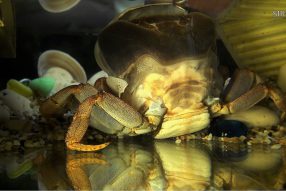 Спустя год- линька