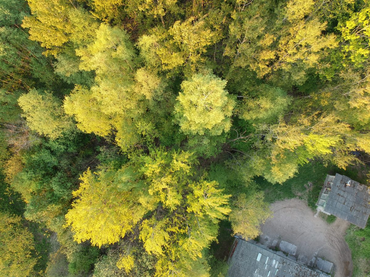 Полёт не в тишине
