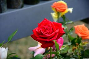 Пролетарии всех стран-объединяйтесь!