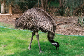Эму  в Резекне.