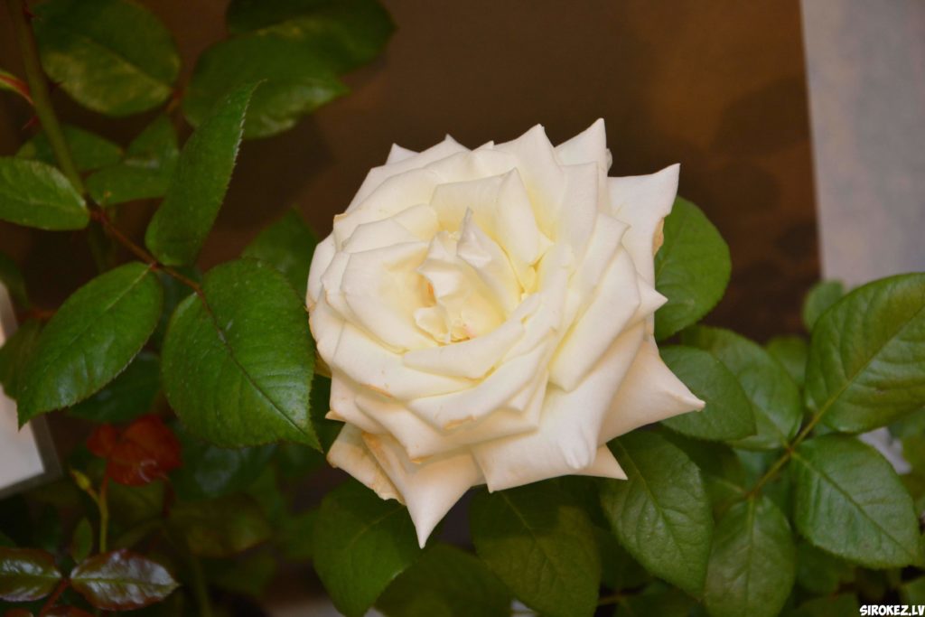 roze