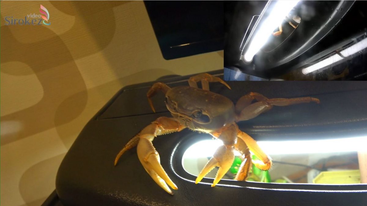 Меняйте чаще воду крабу