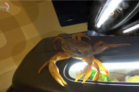 Побег удался!