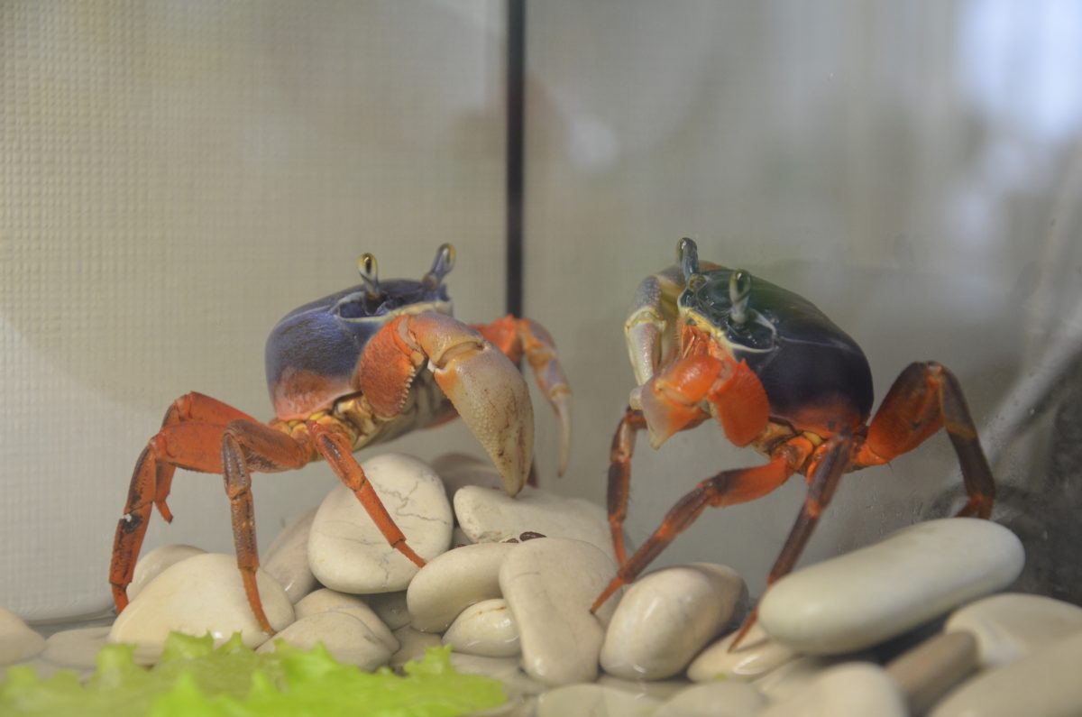 Радужный Краб. Август 2019