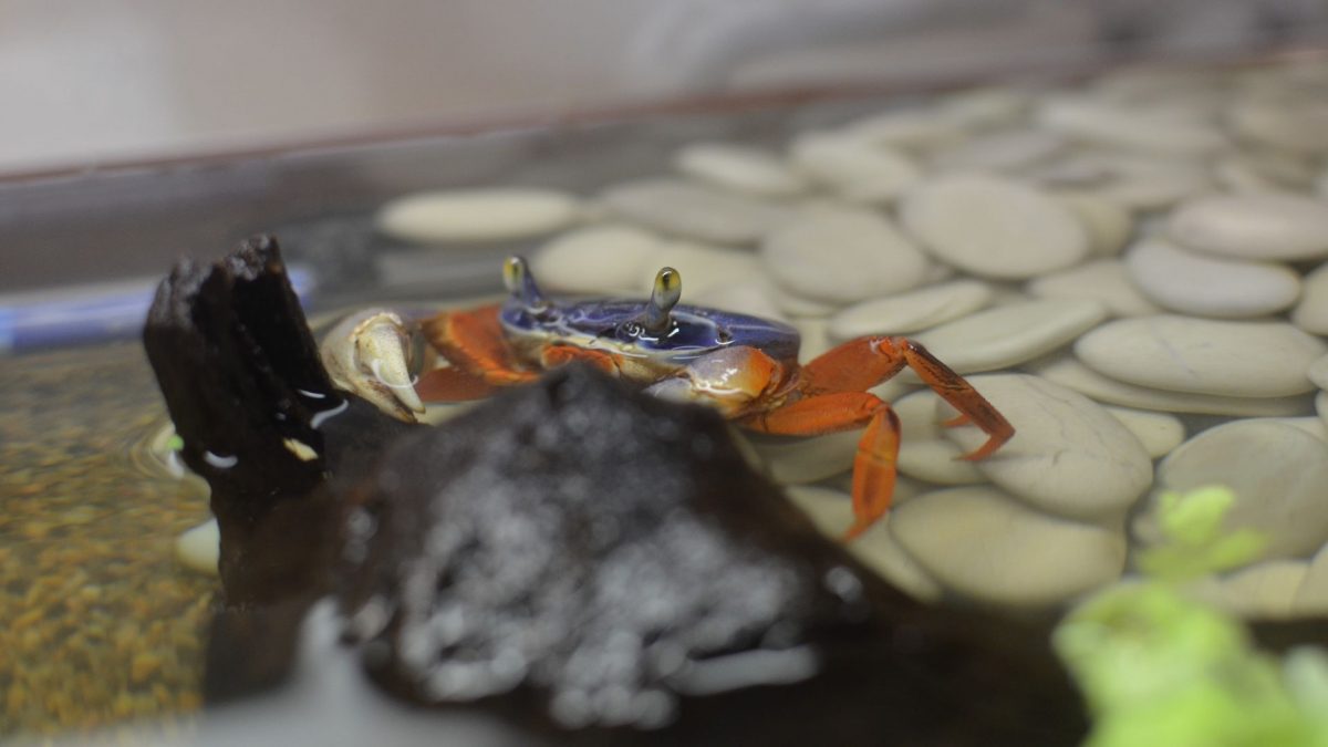 Внук и краб познакомились