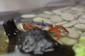 Внук и краб познакомились