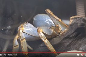 Как там краб поживает ?