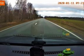 Влияет ли цвет на решение животного ?