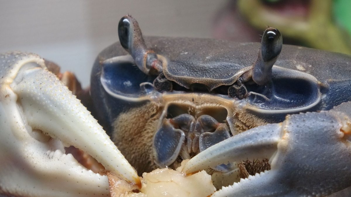 Вороне где-то бог послал кусочек сыру