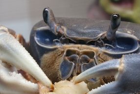 Вороне где-то бог послал кусочек сыру