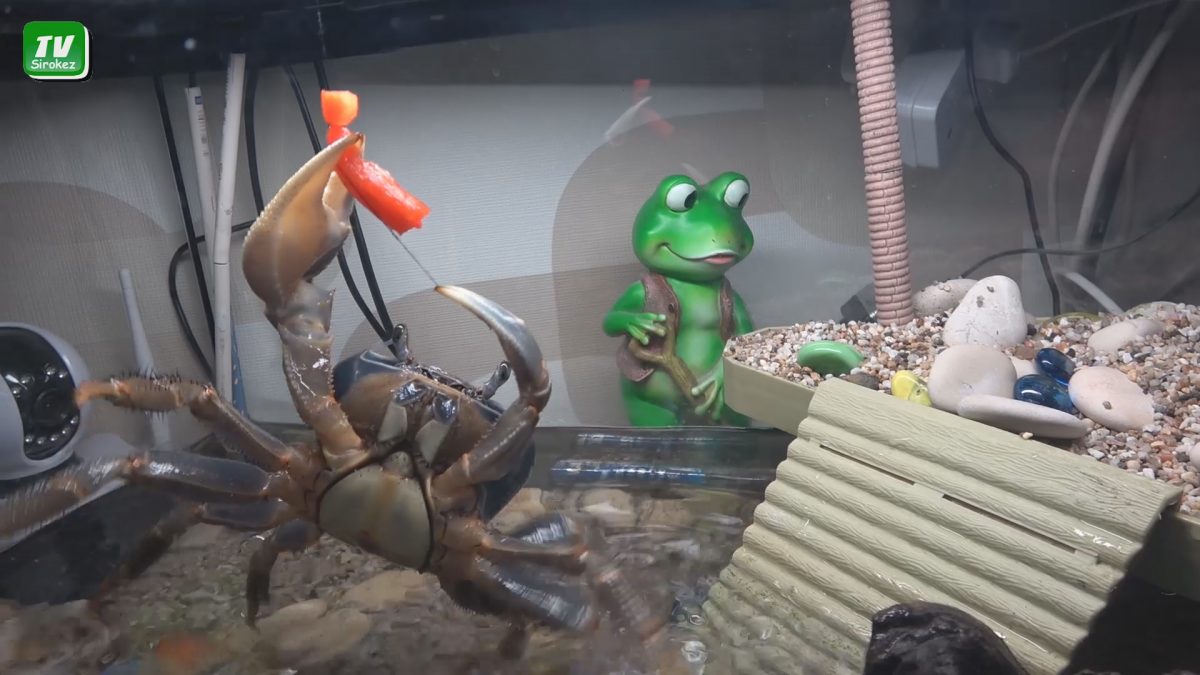 Радужный краб это не котик