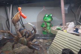 Радужный краб это не котик