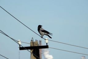 Созерцаем городское затишье