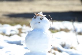 Выходной в лесу — день к сроку жизни