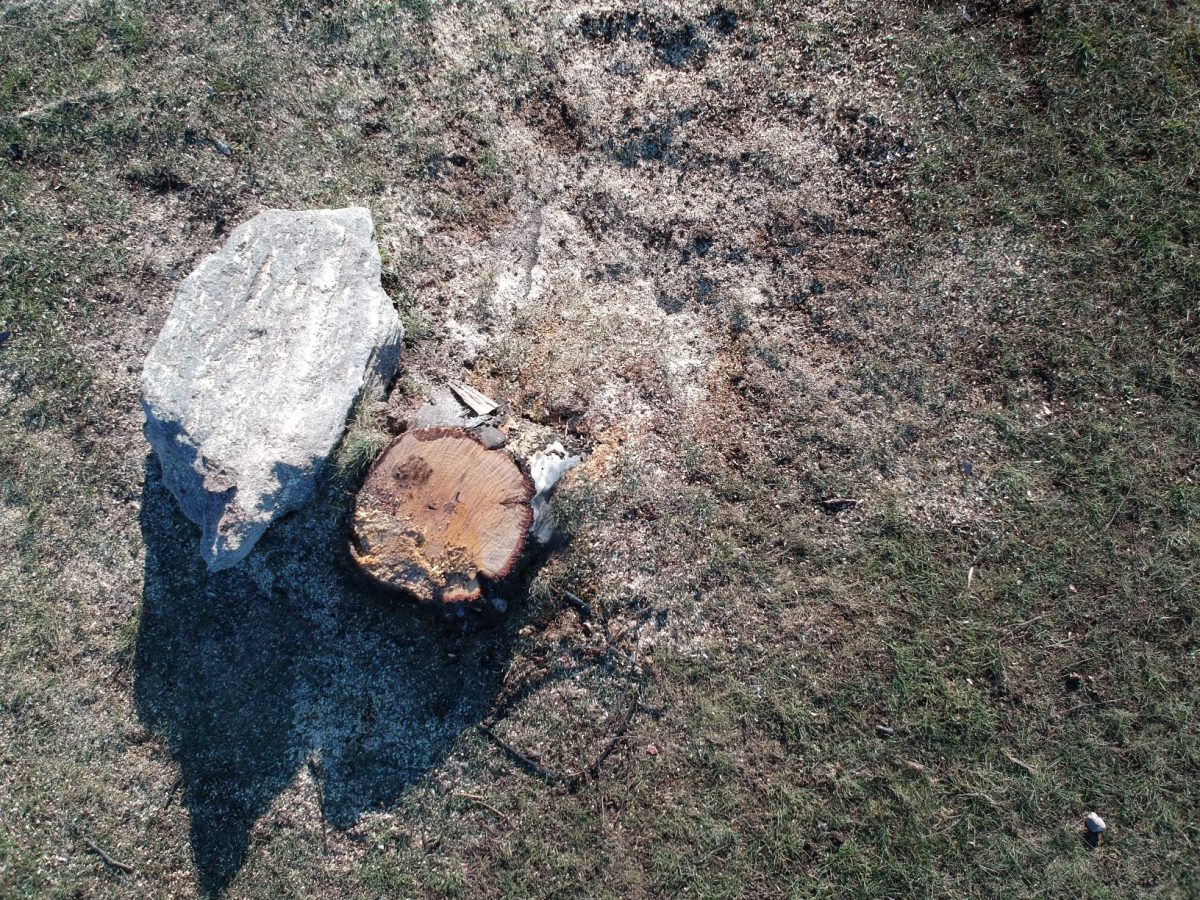 пень берёзы