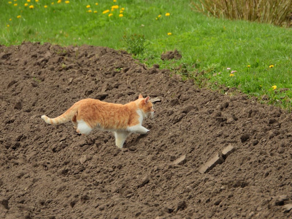 кот вилянский