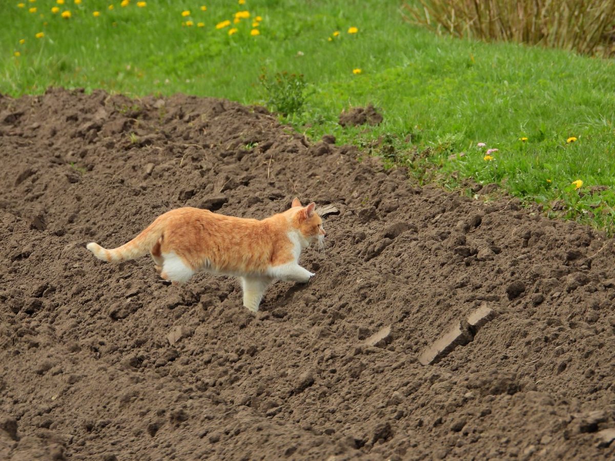 кот вилянский