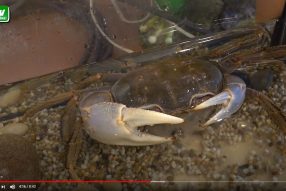 Чешем спину крабу