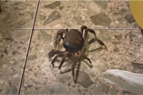 Меняем интерьер не только в доме