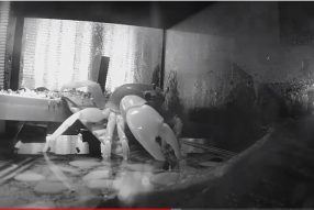 Легко ли быть крабом по жизни