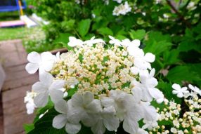 Как по неволе стать натуралистом