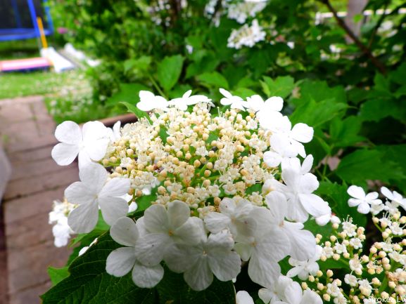 Как по неволе стать натуралистом