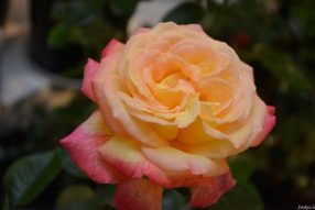 В музее есть что посмотреть