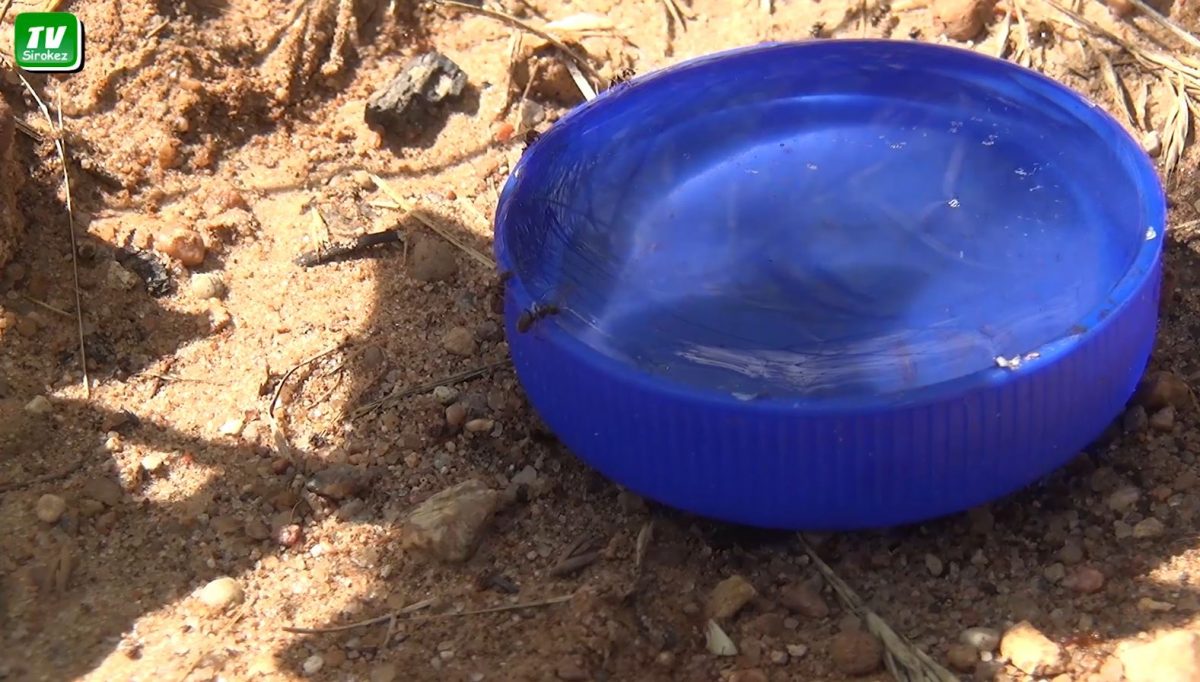 Жить хорошо, а жить без муравьёв ещё лучше 😎