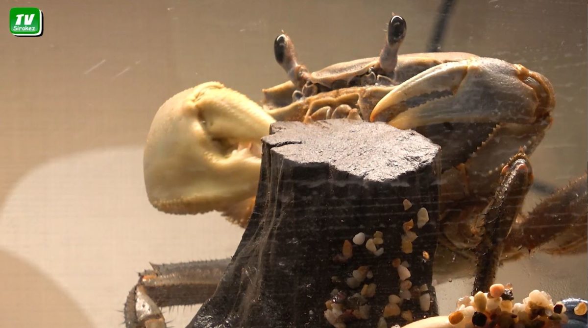 99-я Крабовая история