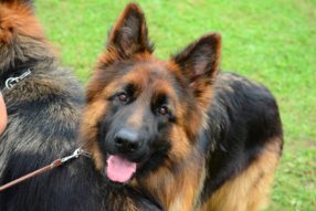 До свидания лето, до свидания…