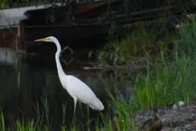 Зарисовка начинающего натуралиста :)
